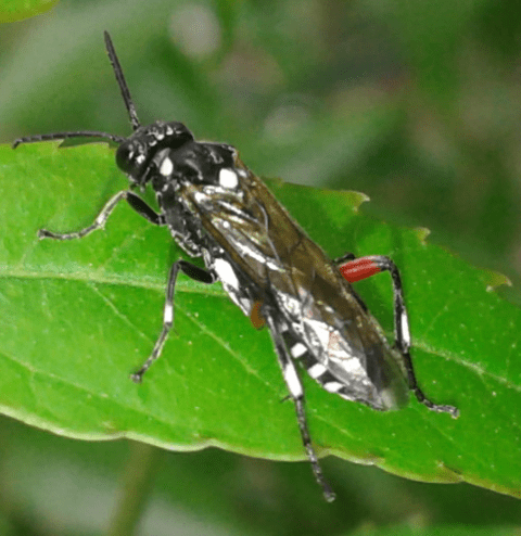 Tenthredinidae : Macrophya punctumalbum? s!